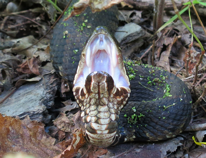 Western Cottonmouth